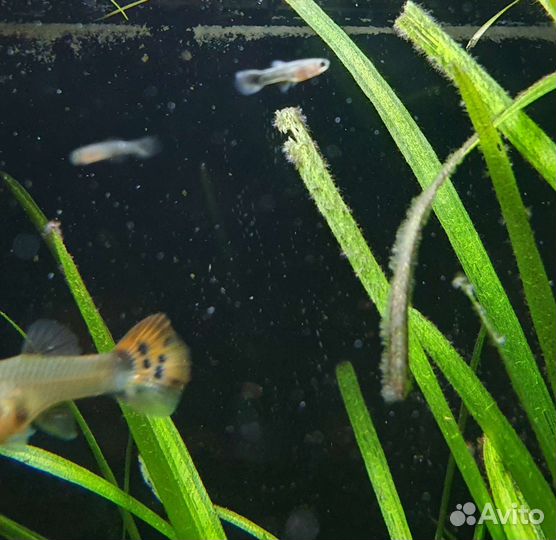 Мальки гуппи