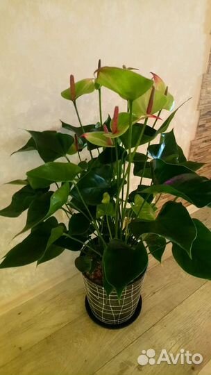 Антуриум 