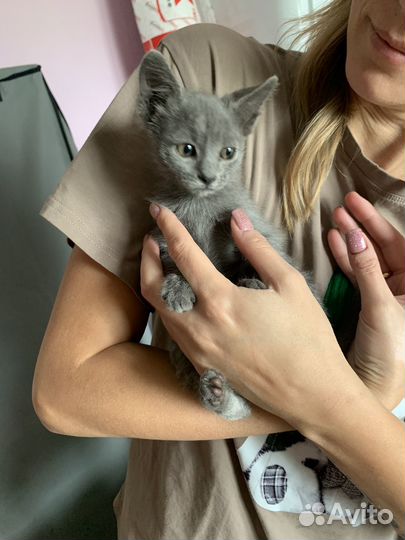 Отдам двух кошечек в хорошие руки