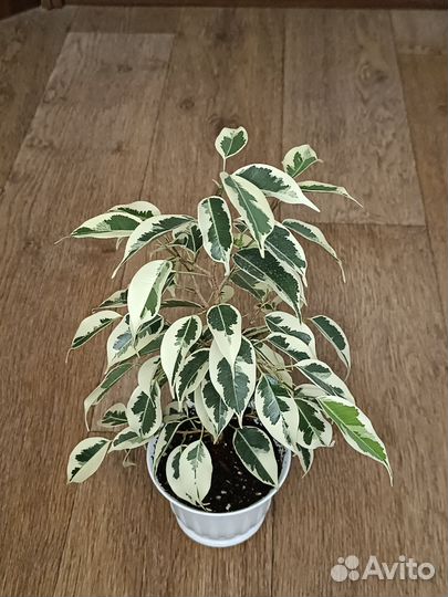 Фикус Бенджамина Старлайт