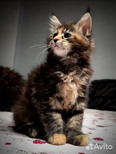 Котенок девочка полидакт