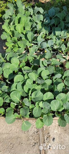 Рассада капусты