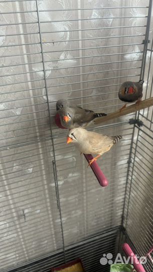 Птицы амадины