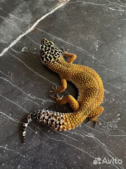 Эублефар Black Night самка