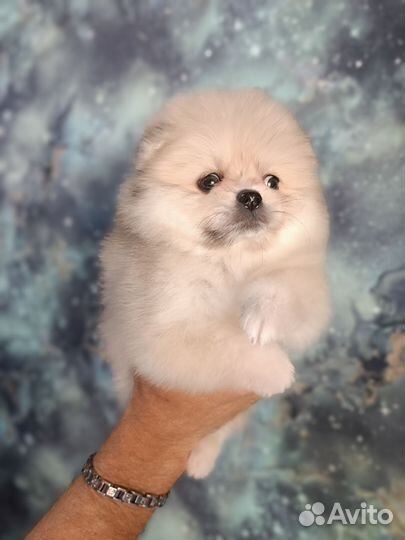 Мишки малышки