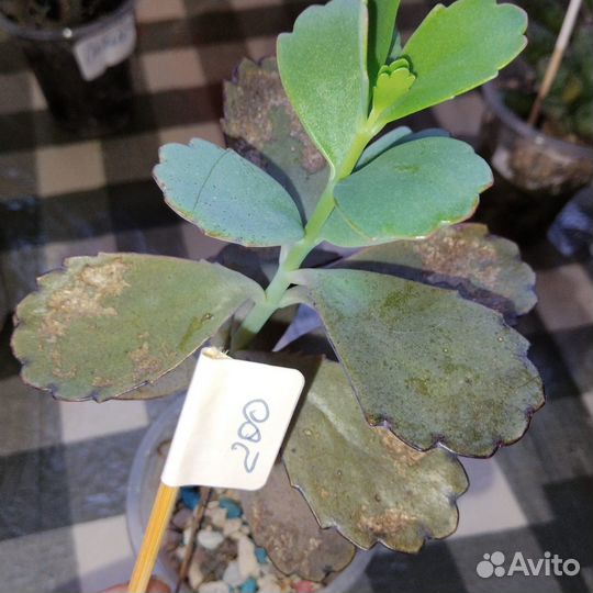 Суккуленты