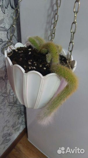 Кактус обезьяний хвост