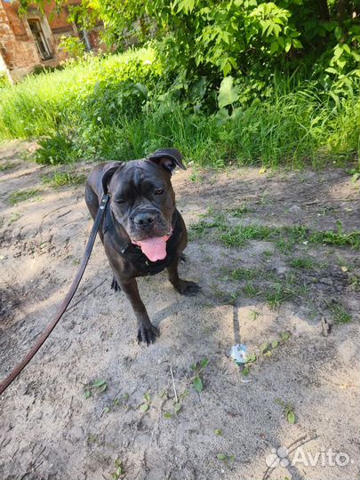 Кане Корсо девочка