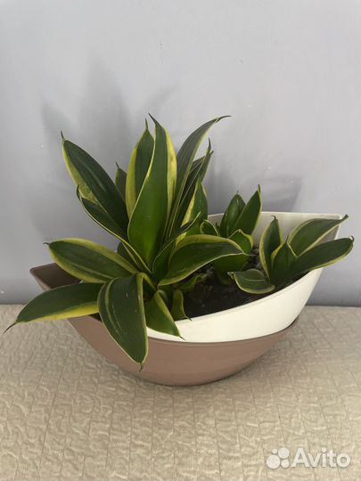 Сансевьерия