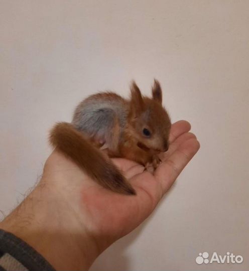 Ручные белки