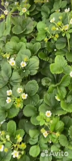 Клубника окс