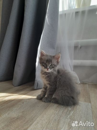 Отдам котят в добрые руки