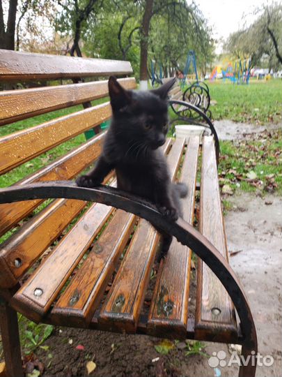 Котенок на улице