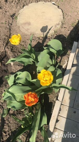 Тюльпаны в ассортименте