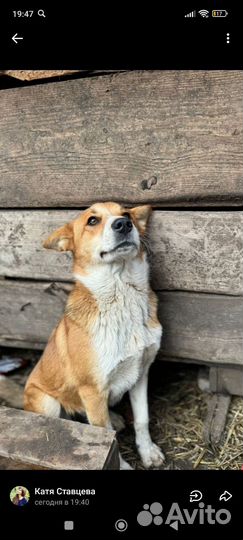 Щенок в добрые руки