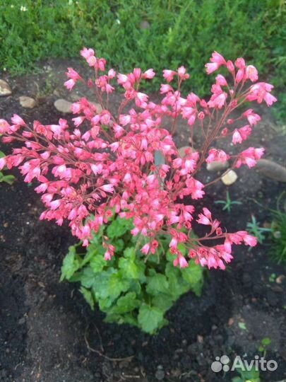 Мускари, Ирис, каменная роза