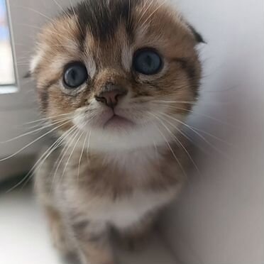 Шотландский вислоухий короткошёрстный котёнок