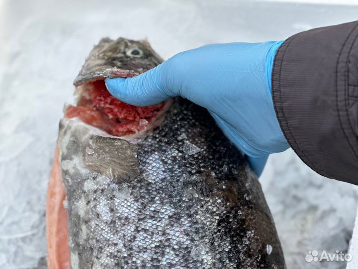 Охлажденная морская форель на праздничный стол