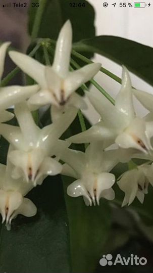 Хойи Lockii, Cutis porcelana,Carnosa