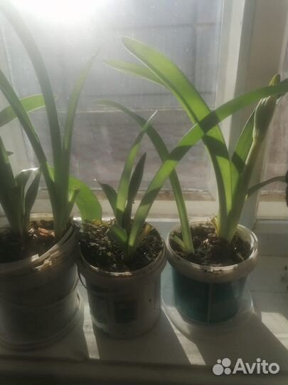 Гипиаструм