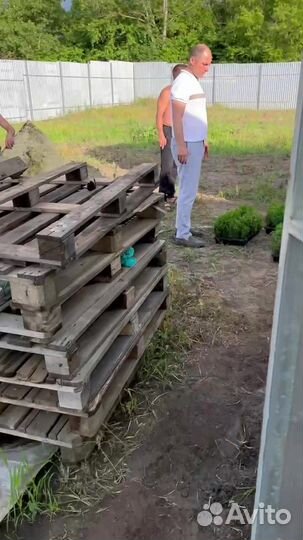 Туя из Питомника