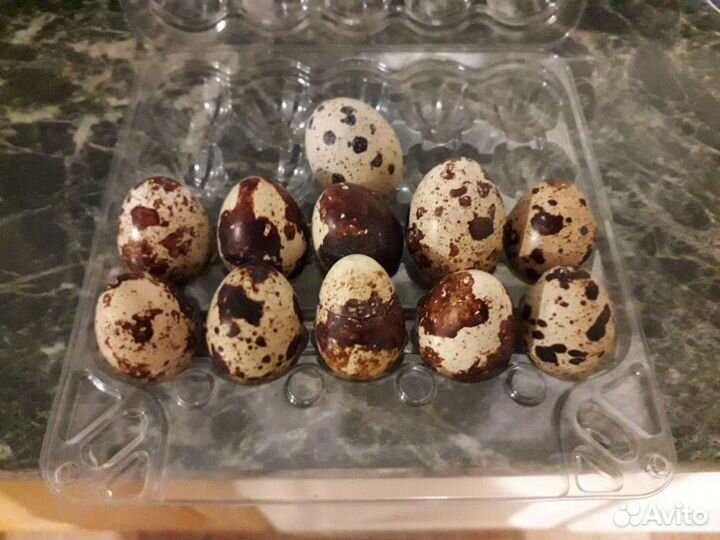 Перепела, помет