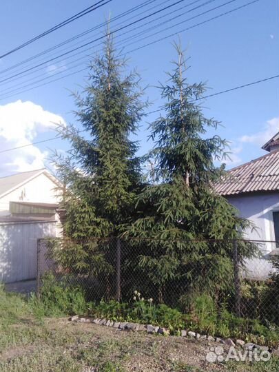 Ель обыкновенная 5-6 метров