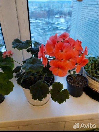 Пеларгония герань