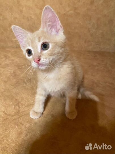 Котята в добрые руки приучены к лотку