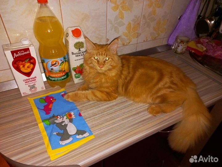 Котята мейн кун