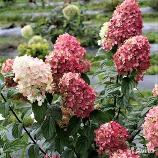 Гортензия метельчатая, саженцы многолеток