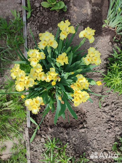 Ирис карликовый