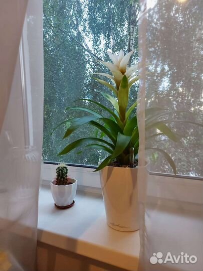 Гузмания белоцветковая