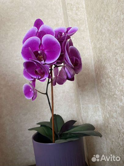 Орхидеи в горшке