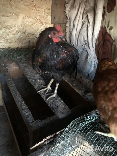 Петухи доминанты 4 мес