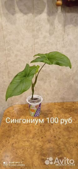 Сингониумы
