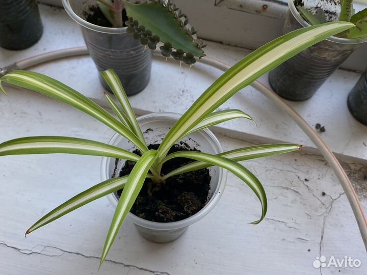 Хавортия, кактус, толстянка,алоэ, каланхоэ, хлороф