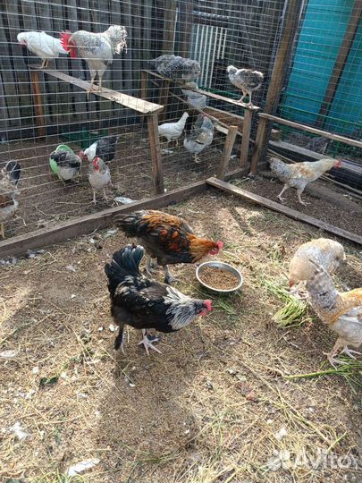 Молодые петушки