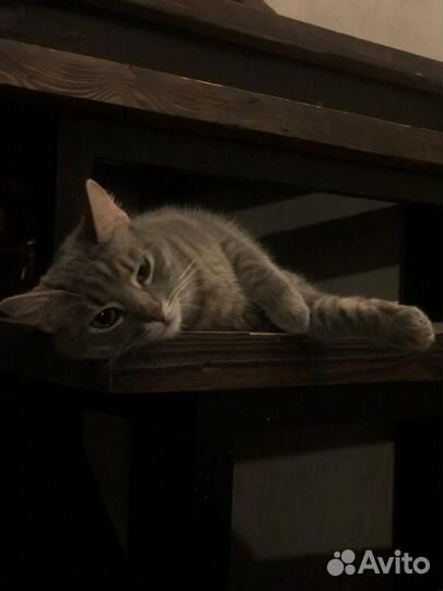 Котенок девочка