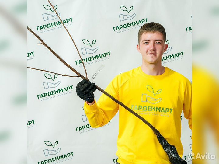 Саженцы вишни, опт