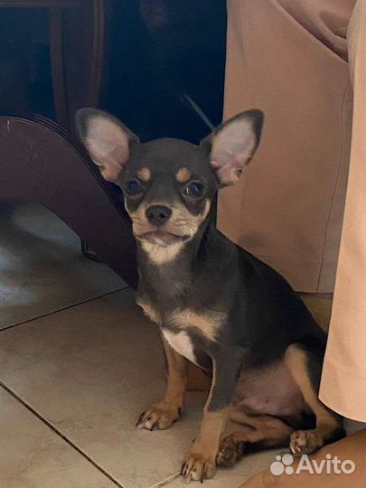 Собаки чихуахуа щенок