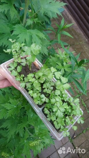 Сельдерей рассада