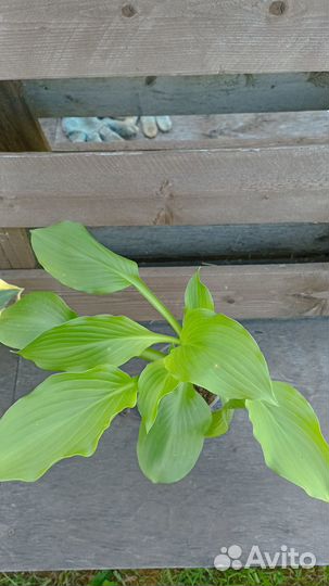 Хоста растение