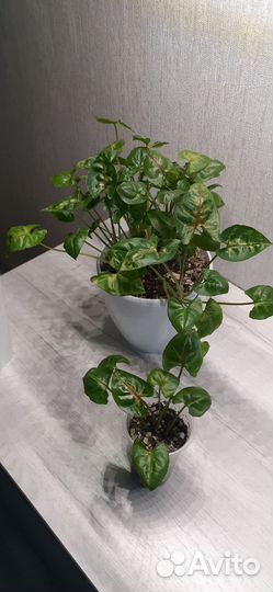 Сингониум крисмас