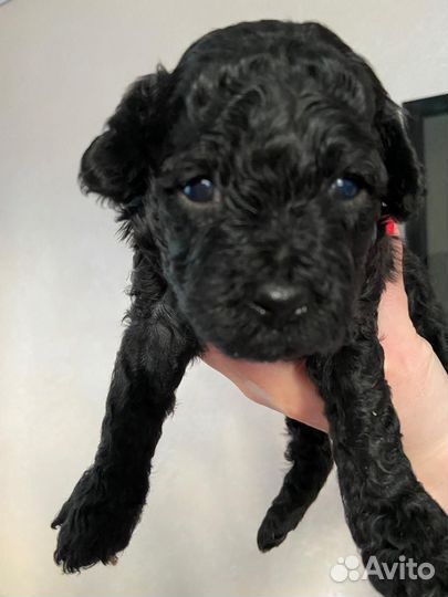 Мини пудель