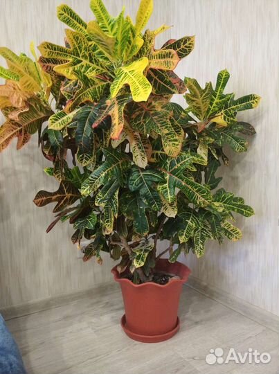 Кодиеум кротон