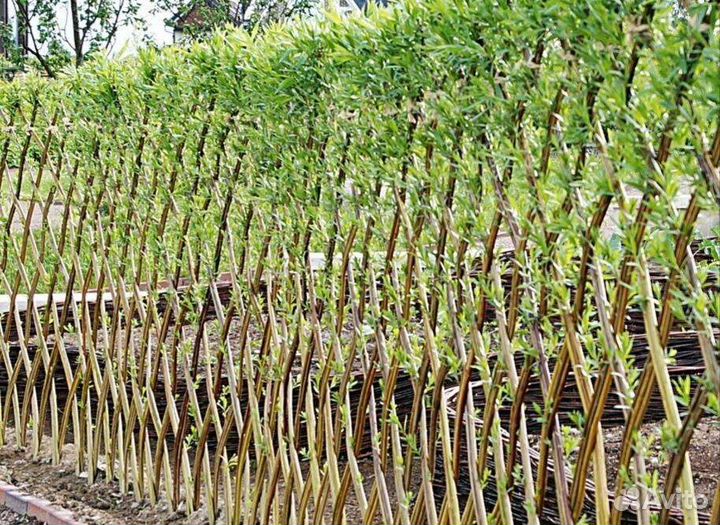 Ива американка (для живая изгороди)