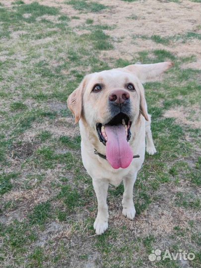 Передержка для собак