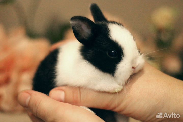 Декоративные карликовые кролики породы Хотот