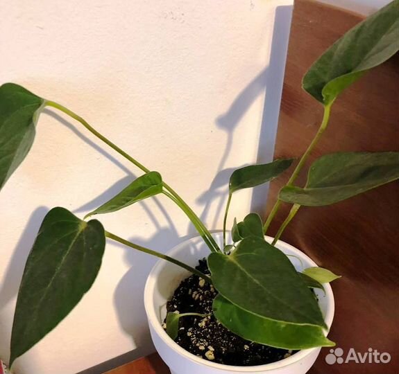 Антуриум Красный, Педилантус, Монстера